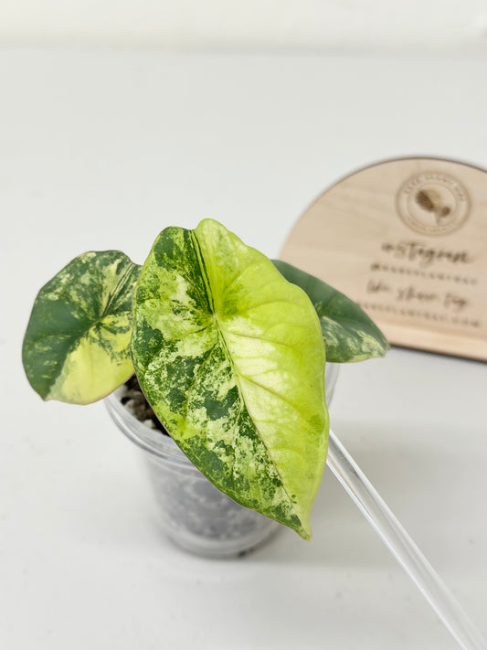 Alocasia Nebula Variegated - aurea