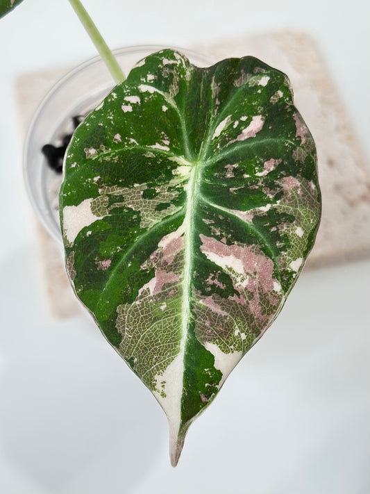 Alocasia Black Velvet Variegated - pink/albo