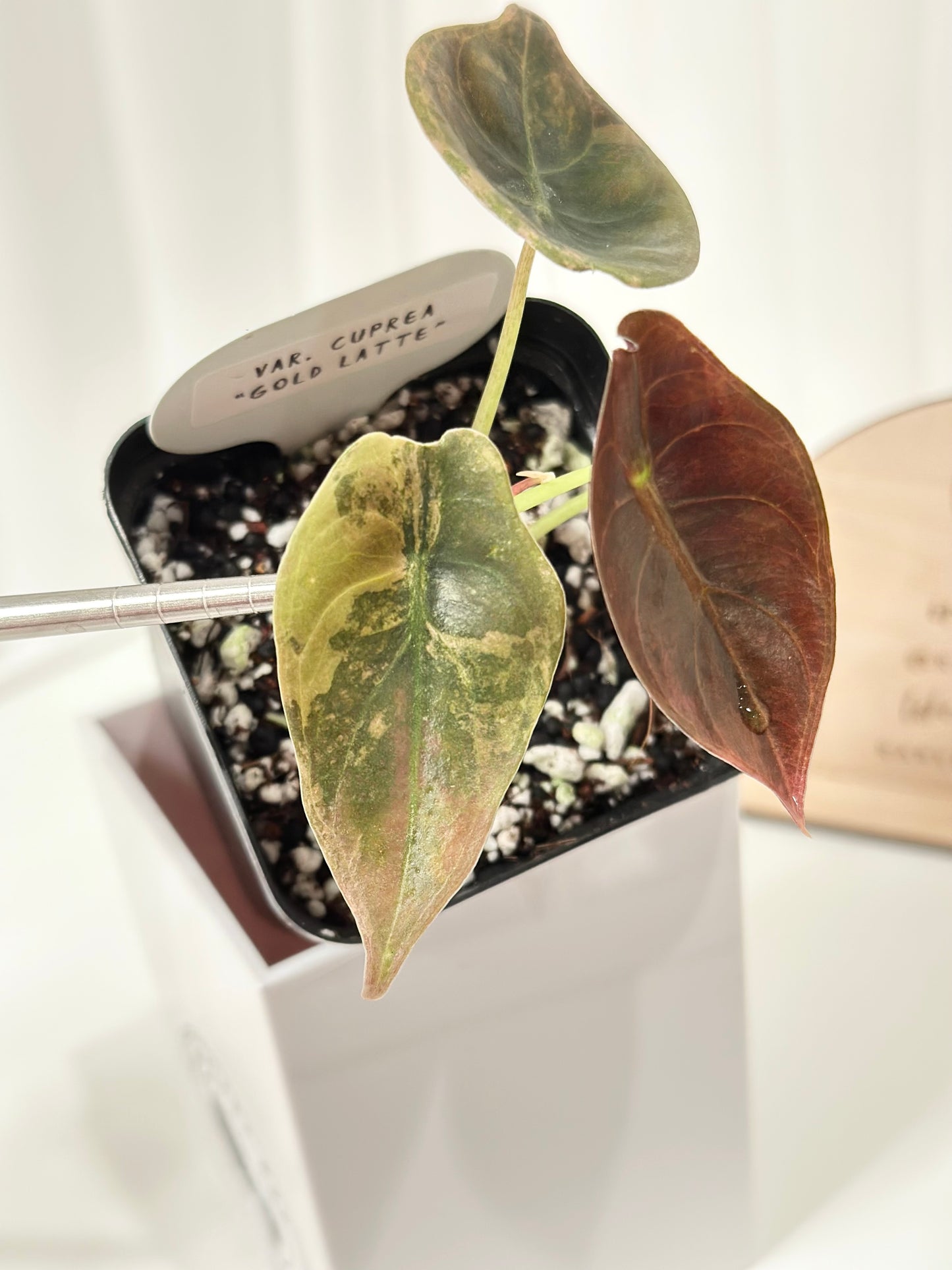 Alocasia Cuprea variegated - "gold latte"/ aurea