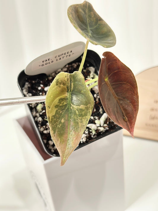Alocasia Cuprea variegated - "gold latte"/ aurea