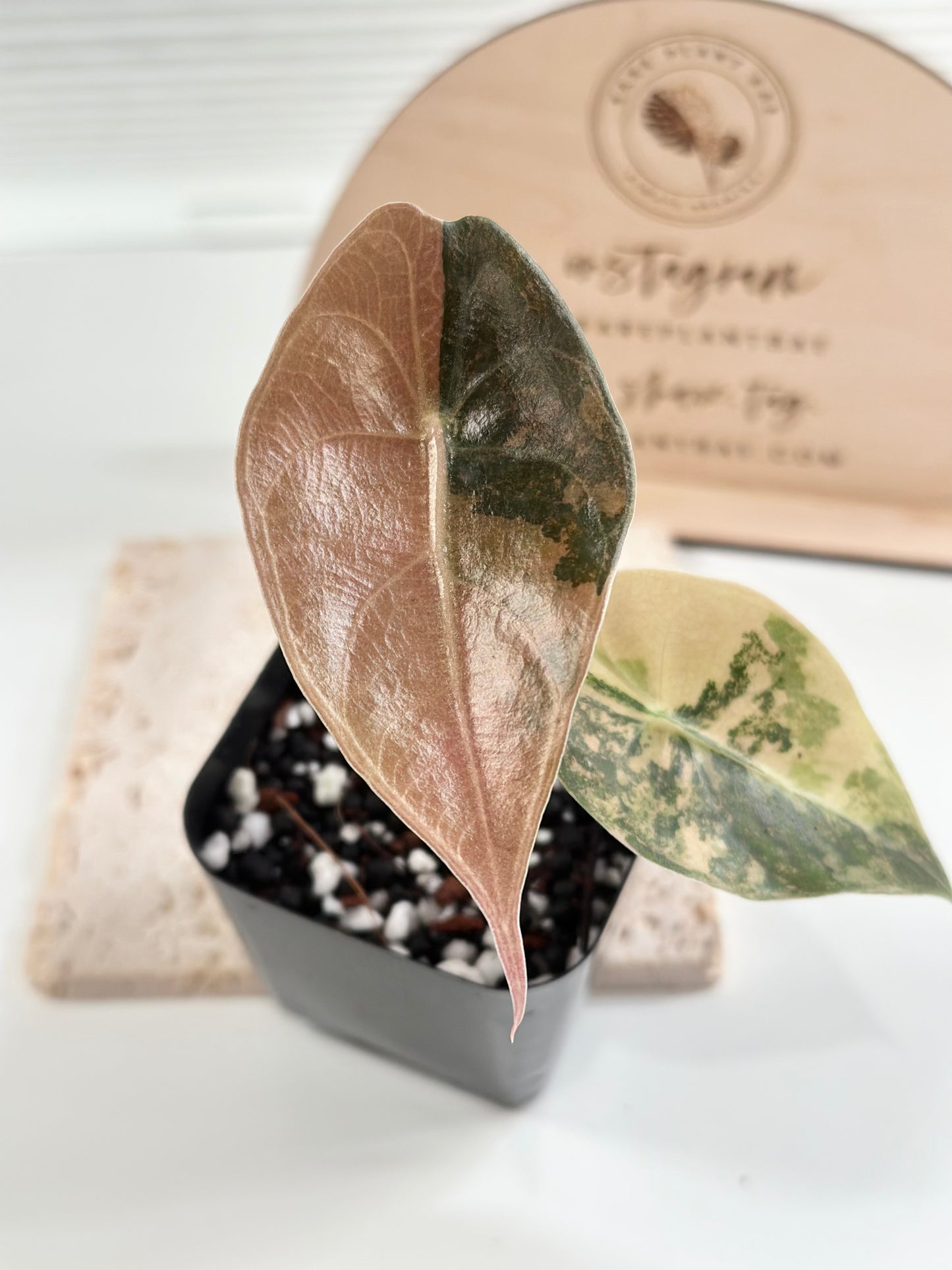 Alocasia Sedenii variegated - aurea