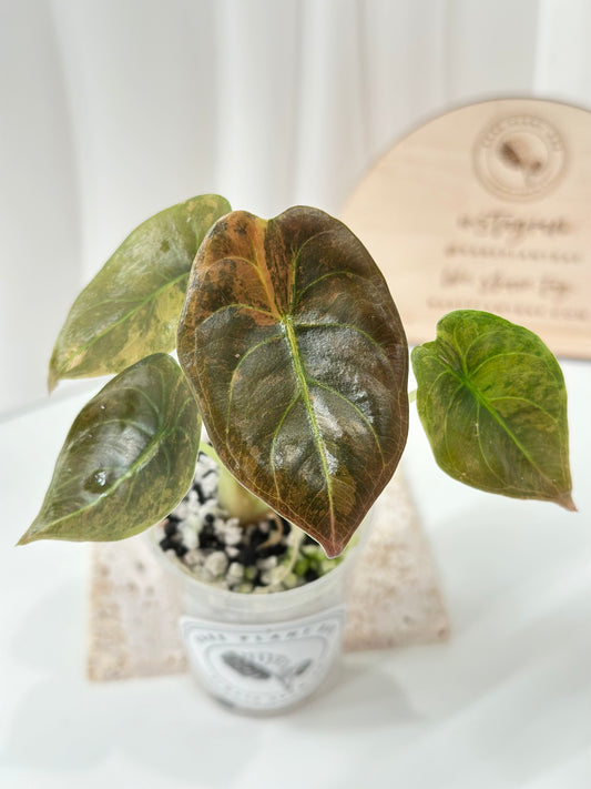 Alocasia Cuprea variegated - "caramel latte"/ aurea