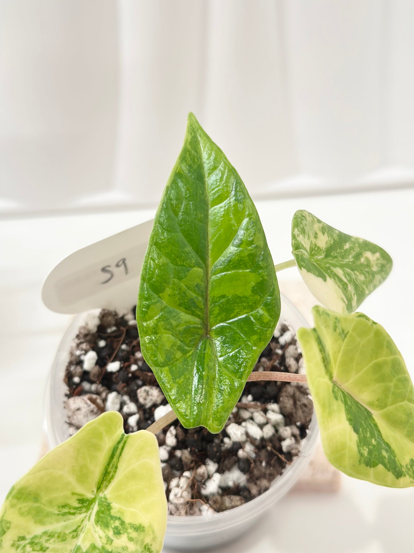 Alocasia Scalprum variegated - aurea (S9)