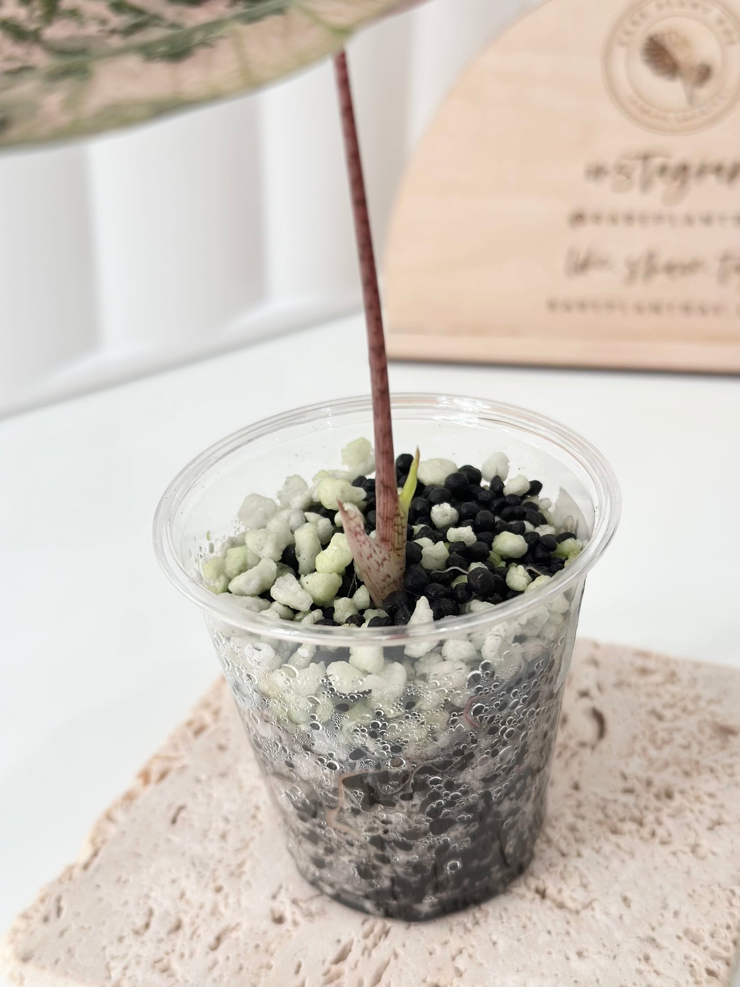 Alocasia Pseudo Sanderiana variegated - pink