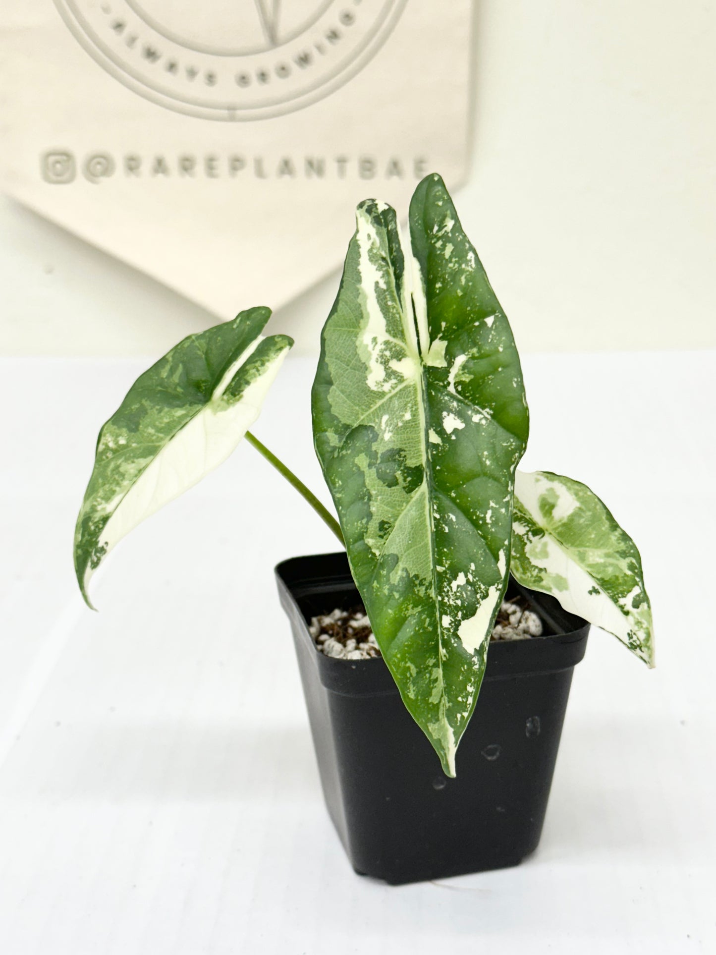 Alocasia Simpo Variegated - albo