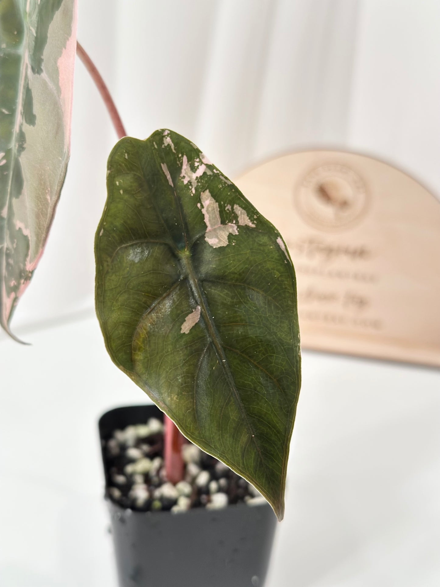 Alocasia Chantrieri Variegated - pink