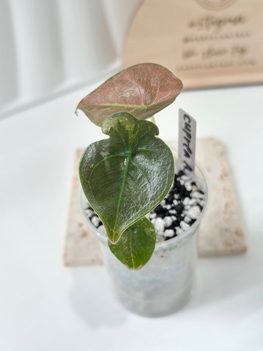 Alocasia Cuprea Variegated - pink/mint