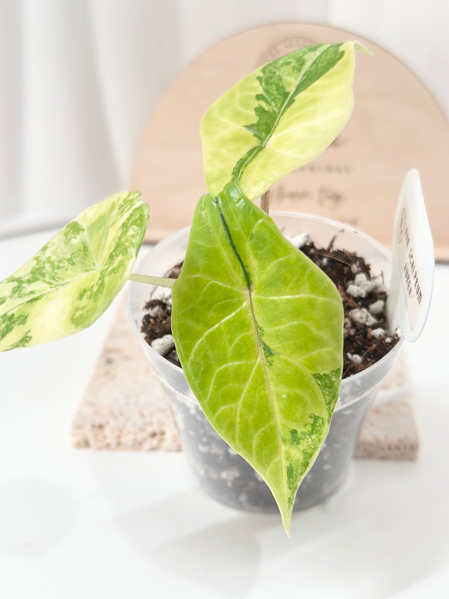 Alocasia Scalprum variegated - aurea