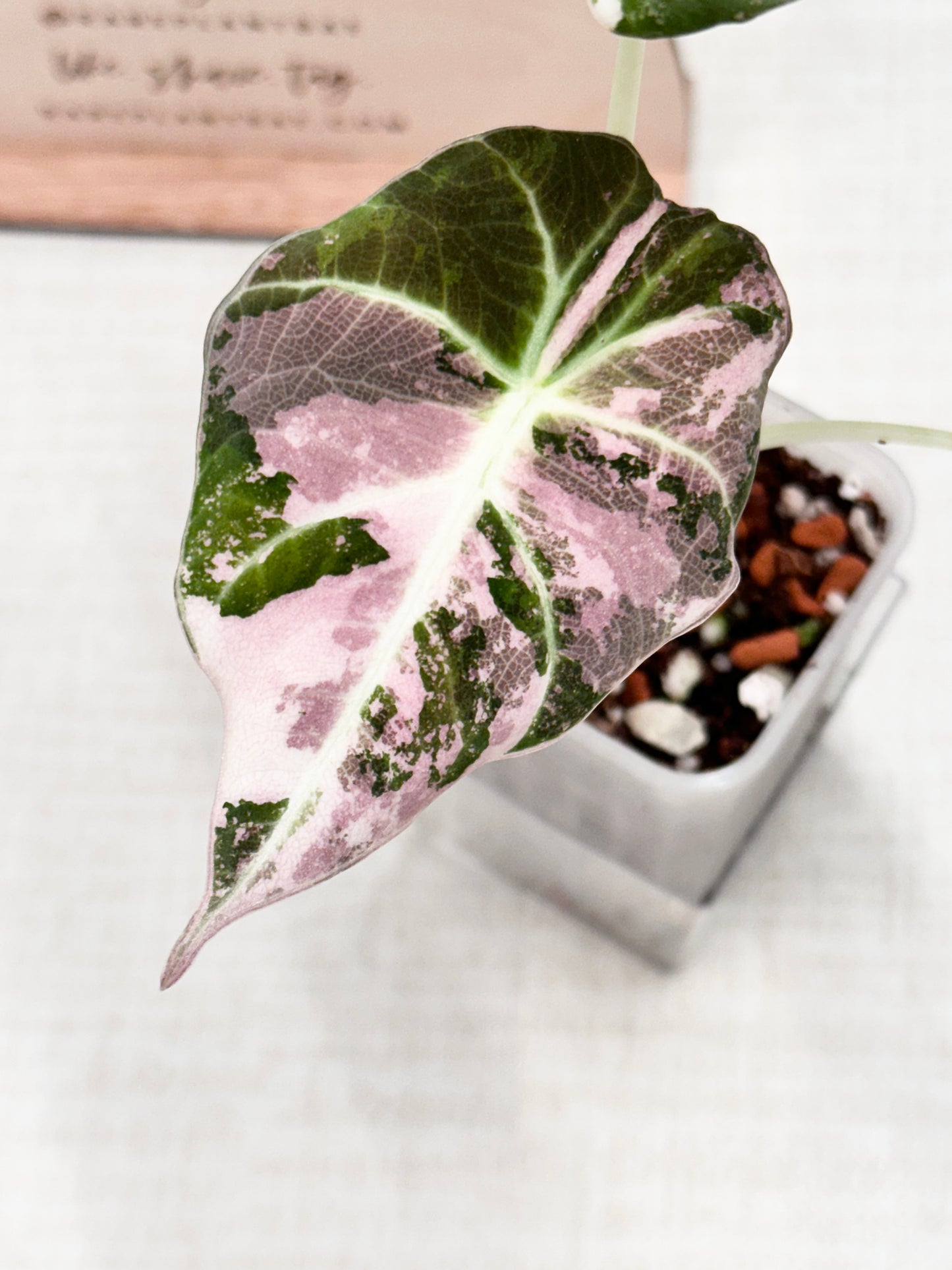 Alocasia Black Velvet Variegated - pink/albo