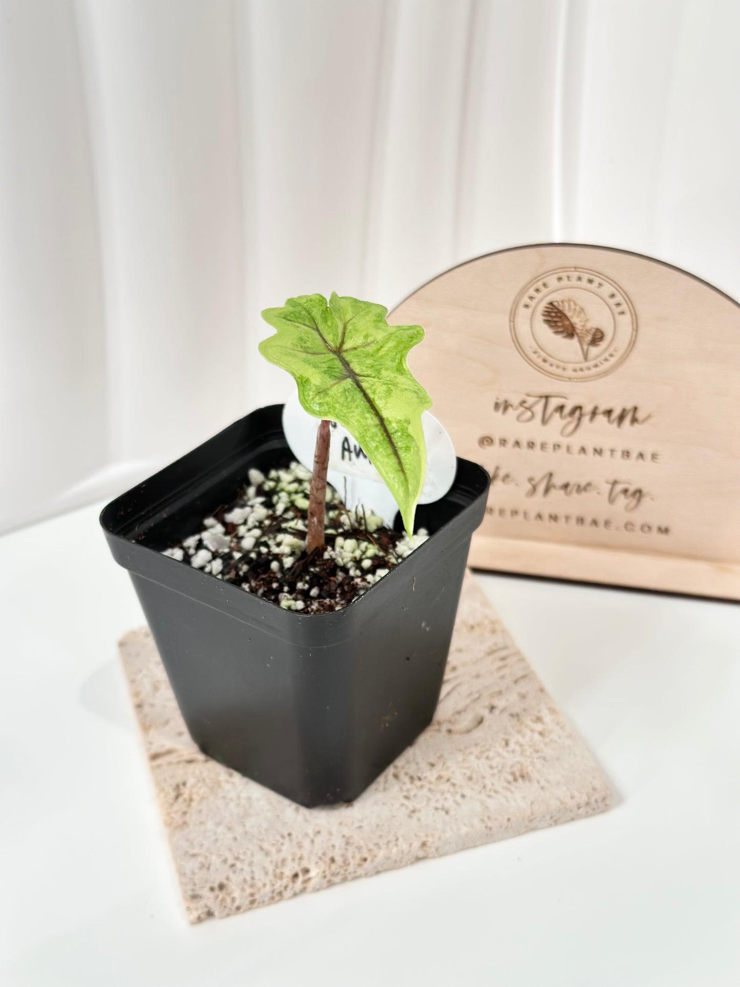 Alocasia Tandurusa variegated aurea (previously Jacklyn)