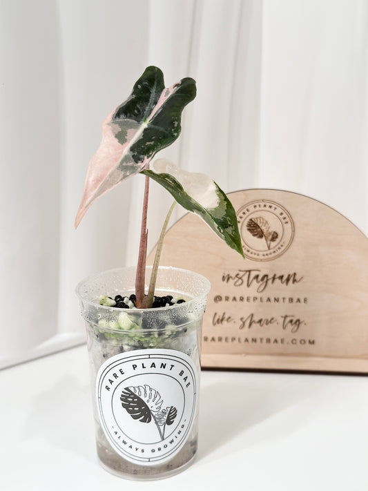 Alocasia Sanderiana "Nobilis K" Variegated - pink