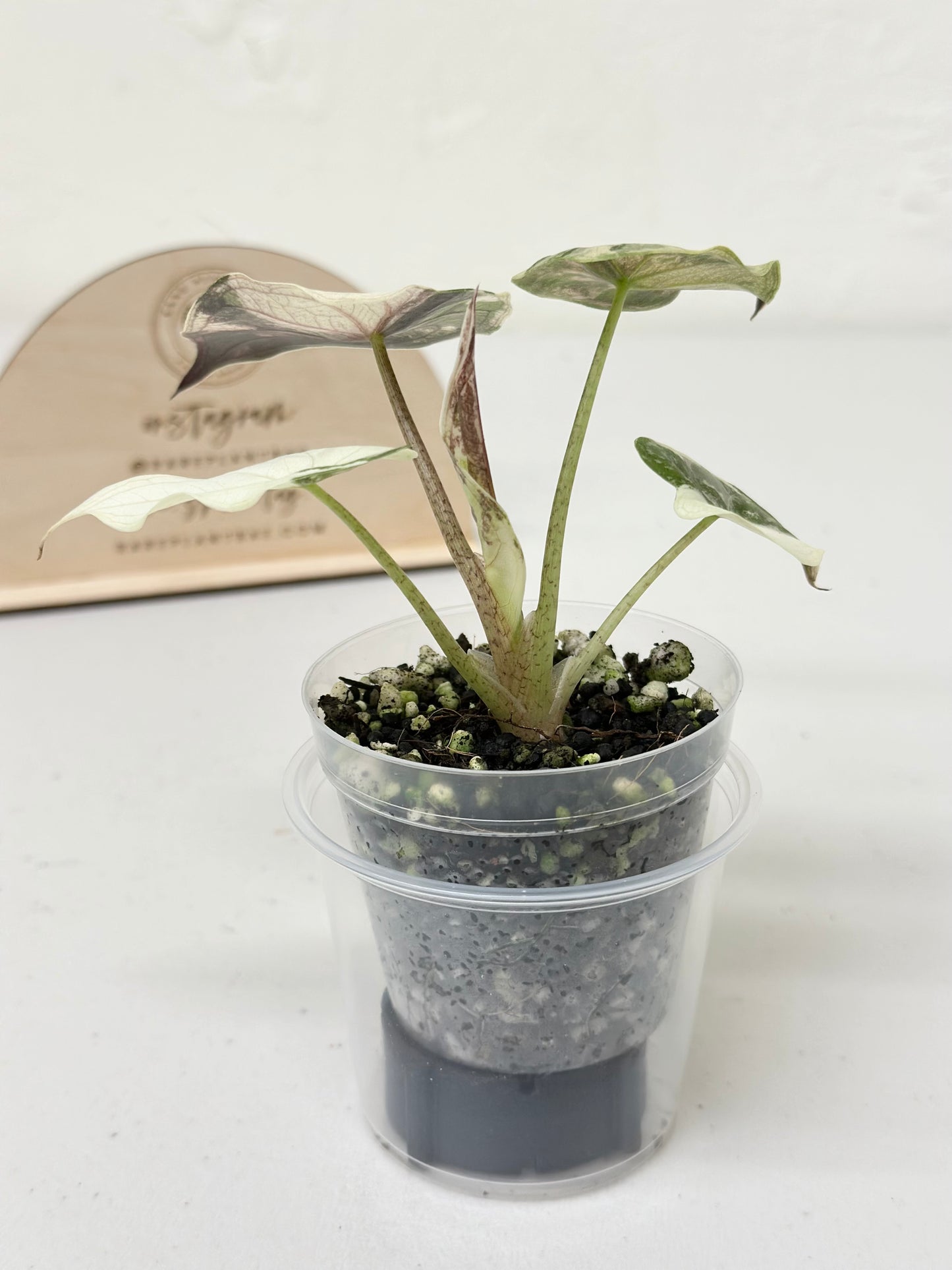 Alocasia Wentii variegated - pink/ albo (A8)