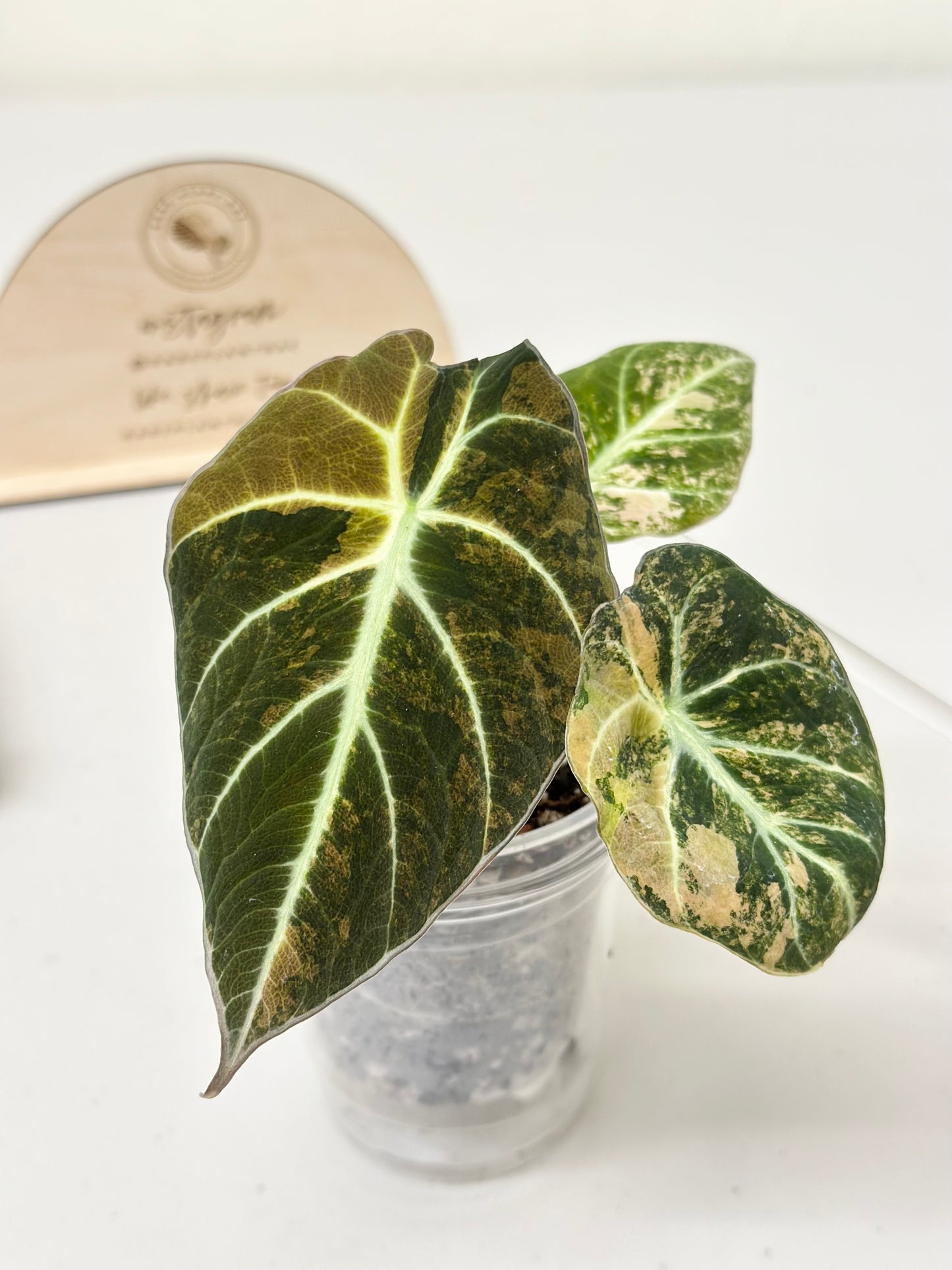 Alocasia Black Velvet Variegated - aurea