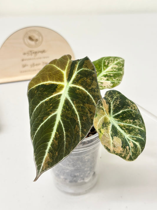 Alocasia Black Velvet Variegated - aurea