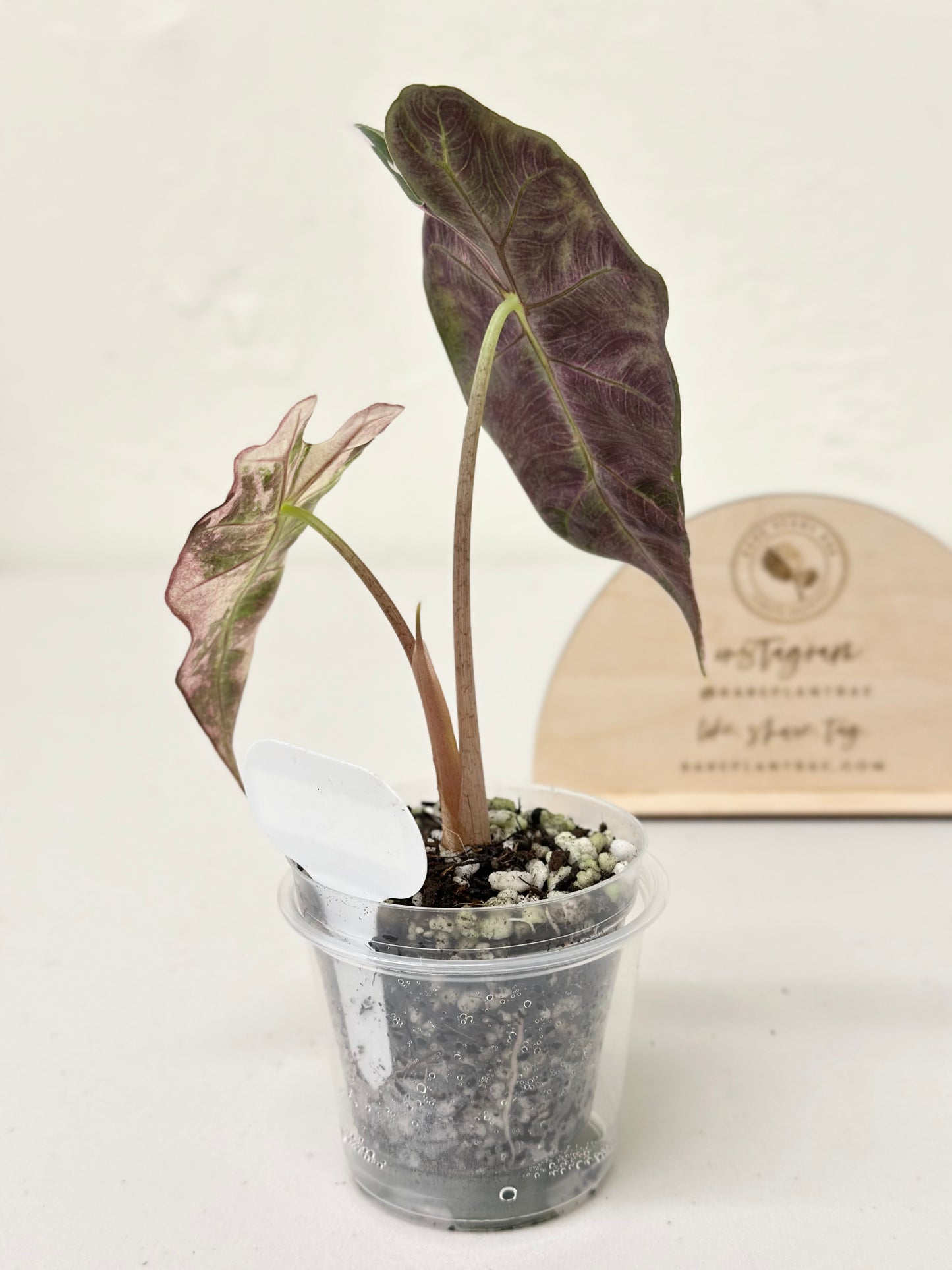 Alocasia Polly variegated - Pink