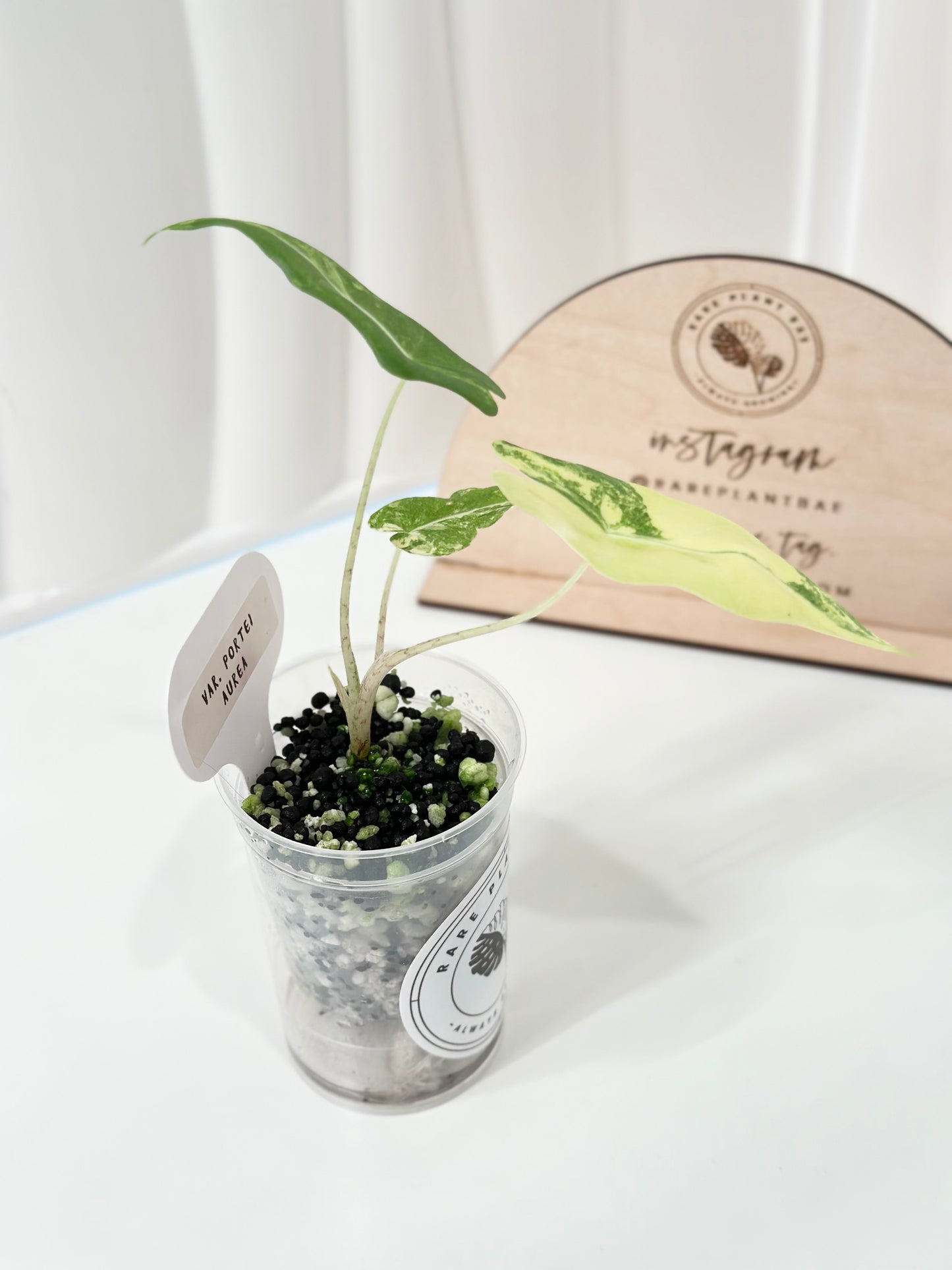 Alocasia Portei variegated - aurea