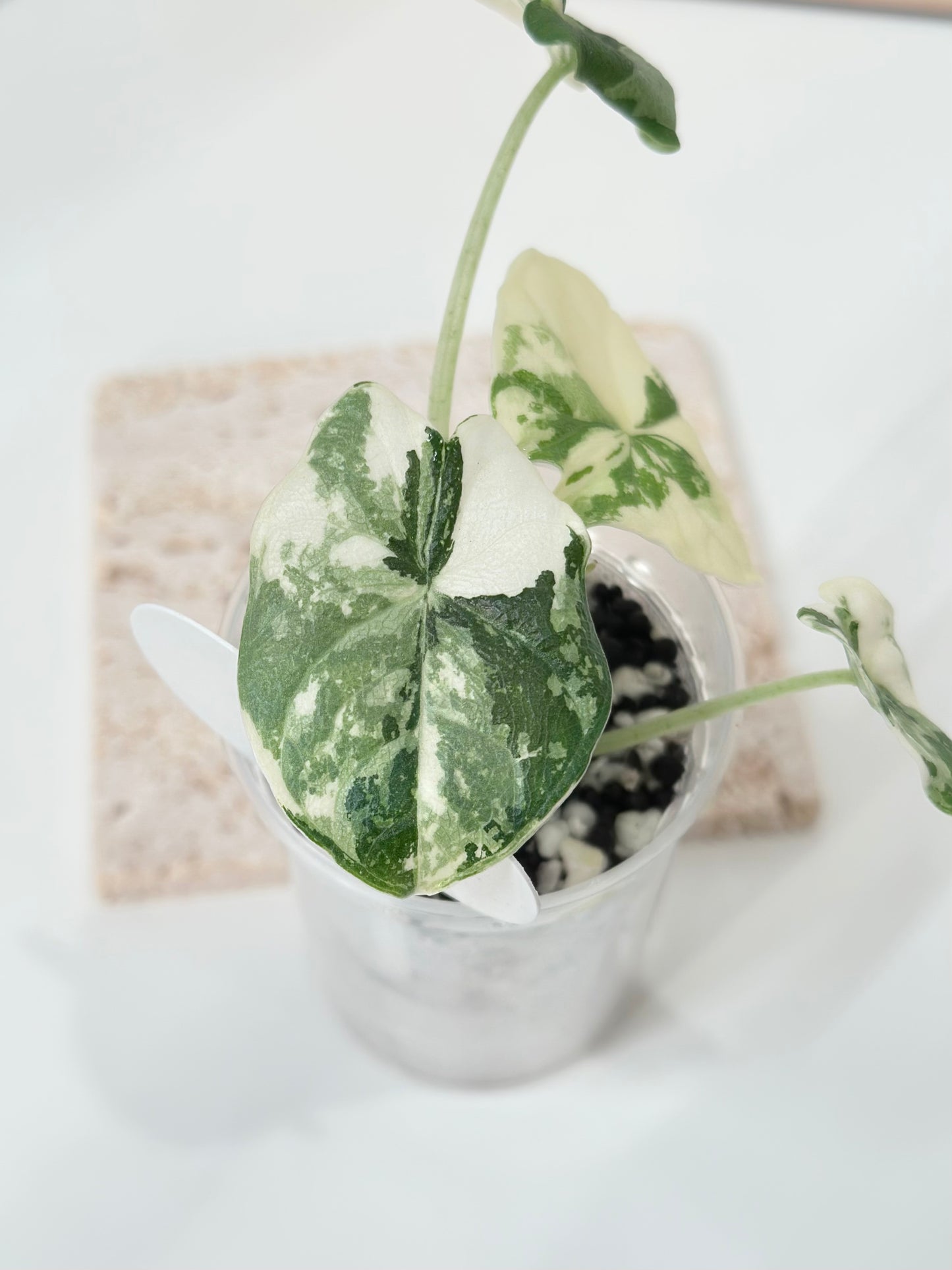 Alocasia Melo variegated - albo