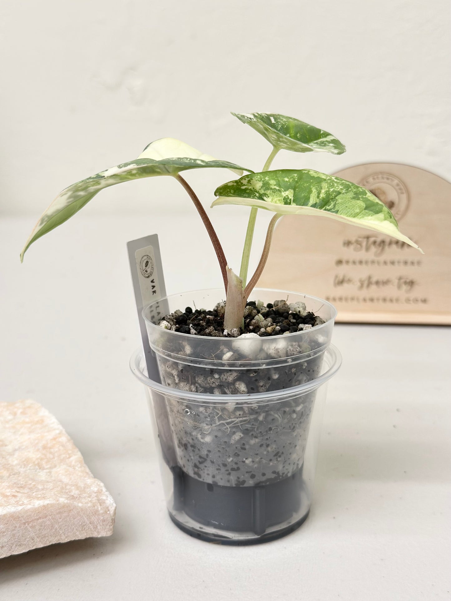 Alocasia Bisma "Platinum" variegated - albo (A3)