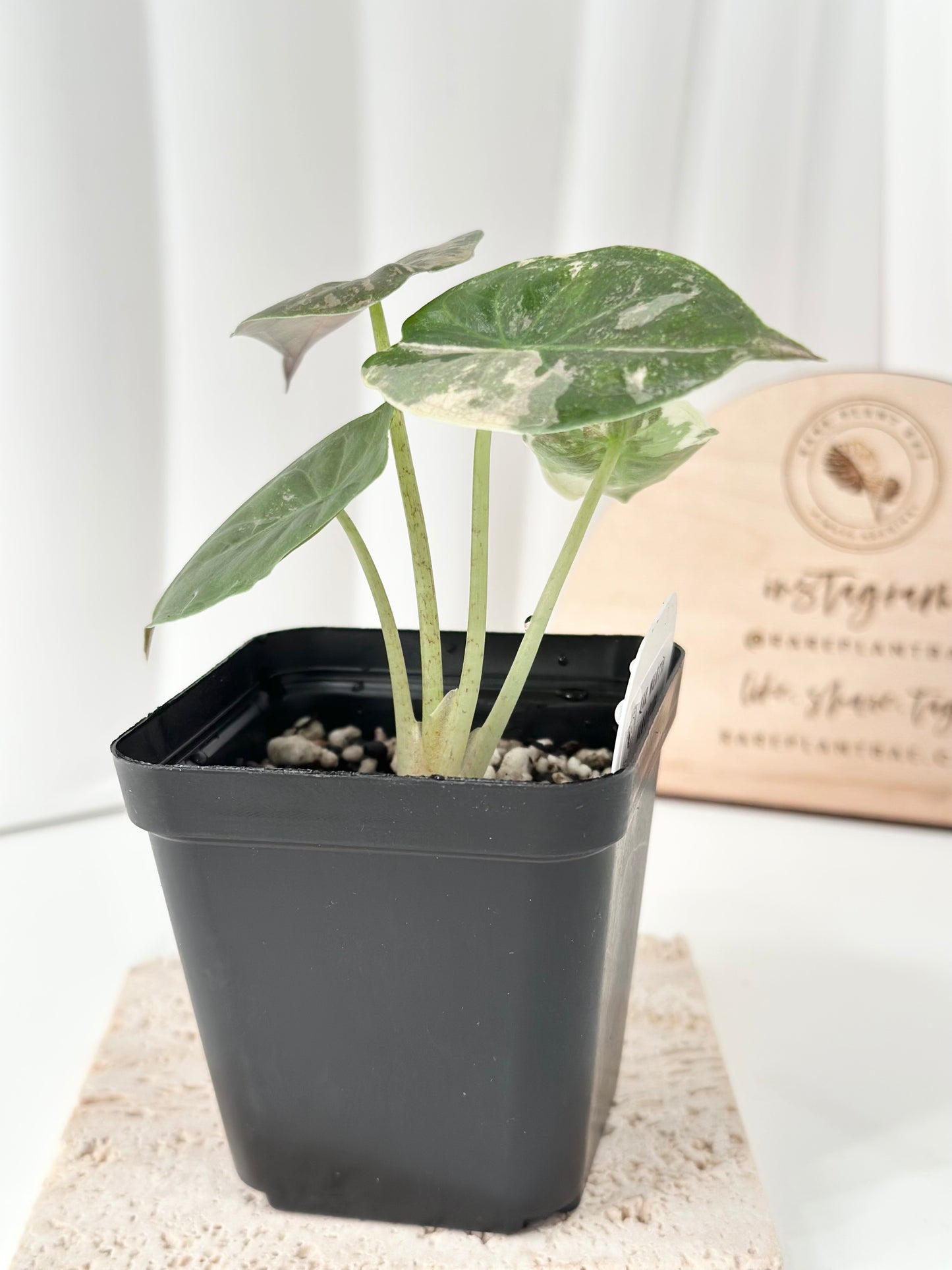 Alocasia Wentii variegated - pink/ albo (A6)