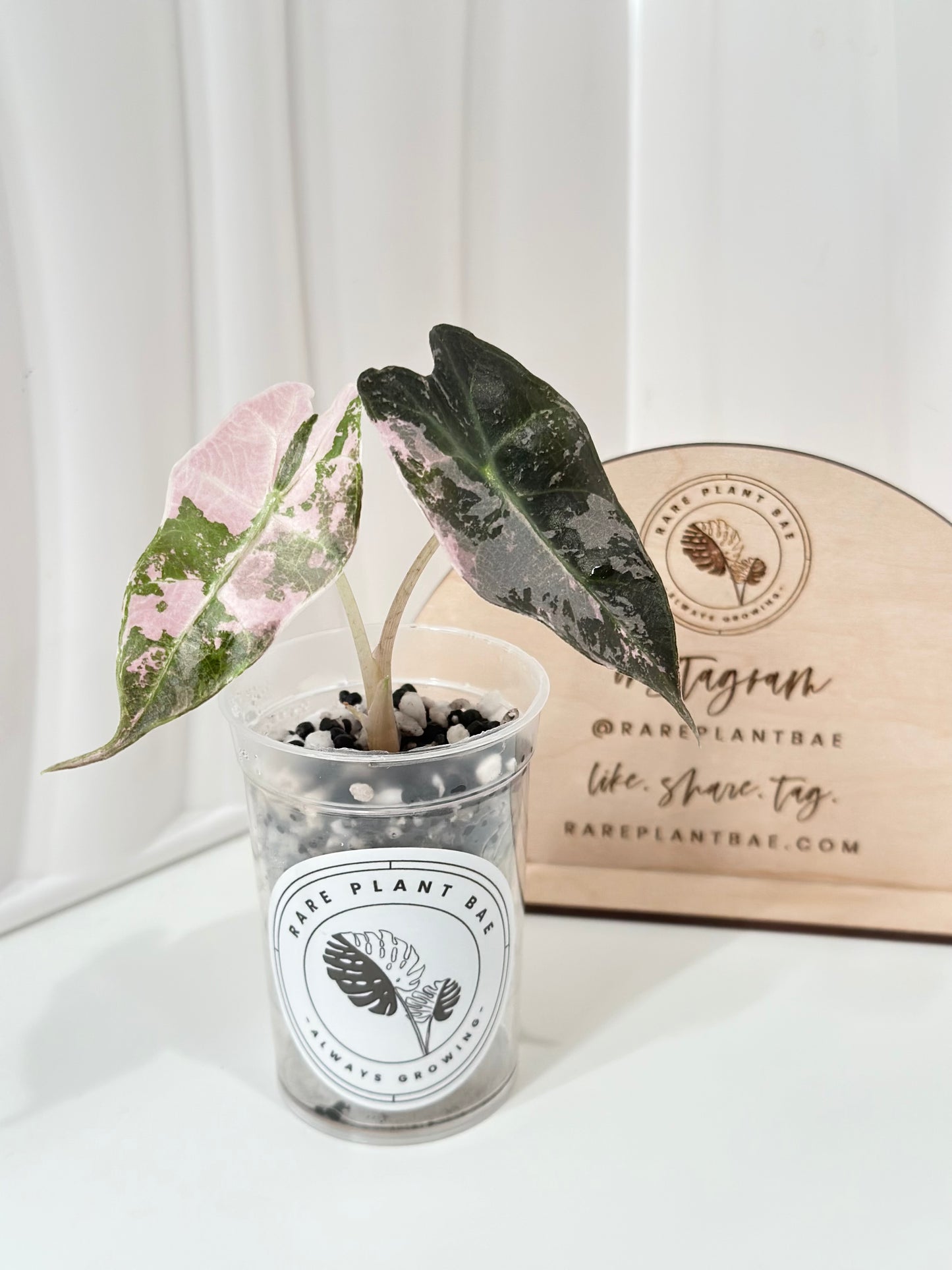 Alocasia Polly variegated - Pink