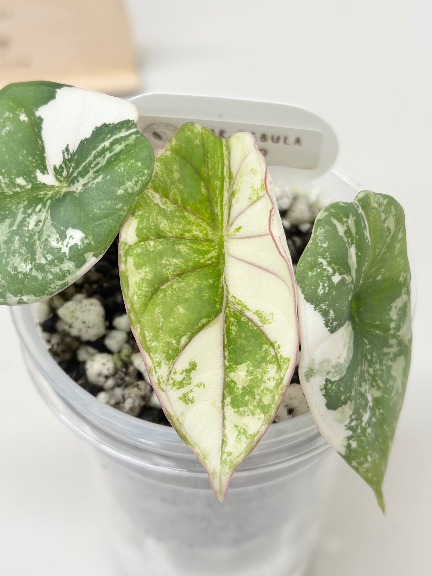 Alocasia Nebula Variegated - albo
