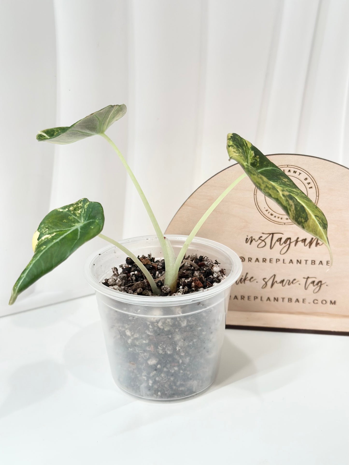 Alocasia Black Velvet Variegated - aurea