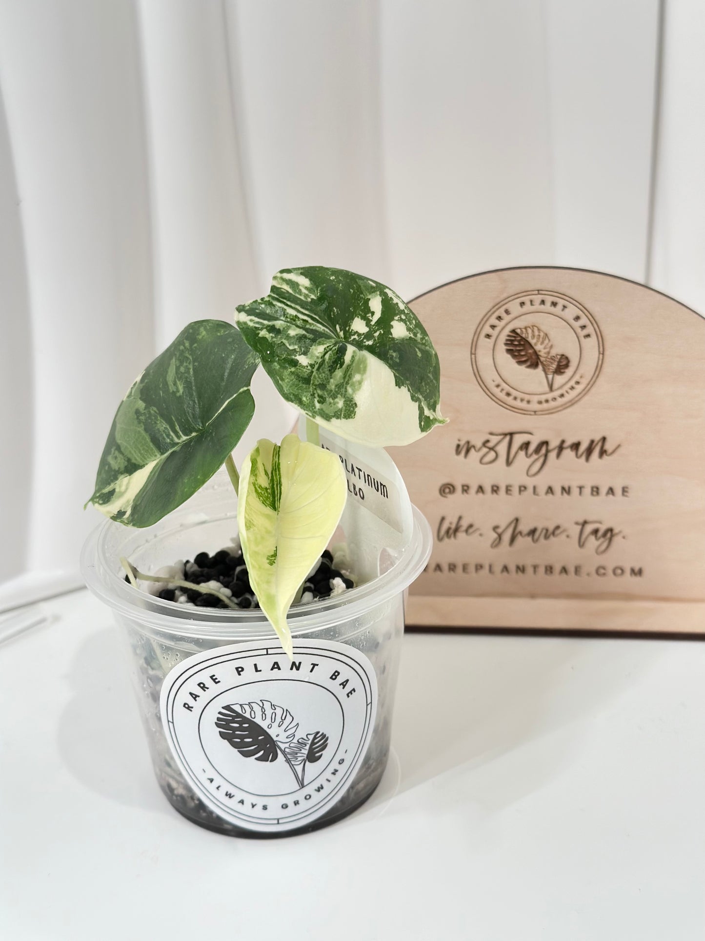 Alocasia Bisma "Platinum" variegated - albo