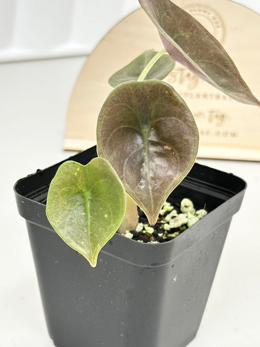 Alocasia Cuprea Variegated - pink/mint