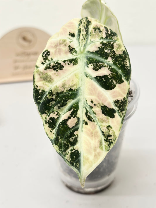 Alocasia Ninja variegated - albo *premium var*