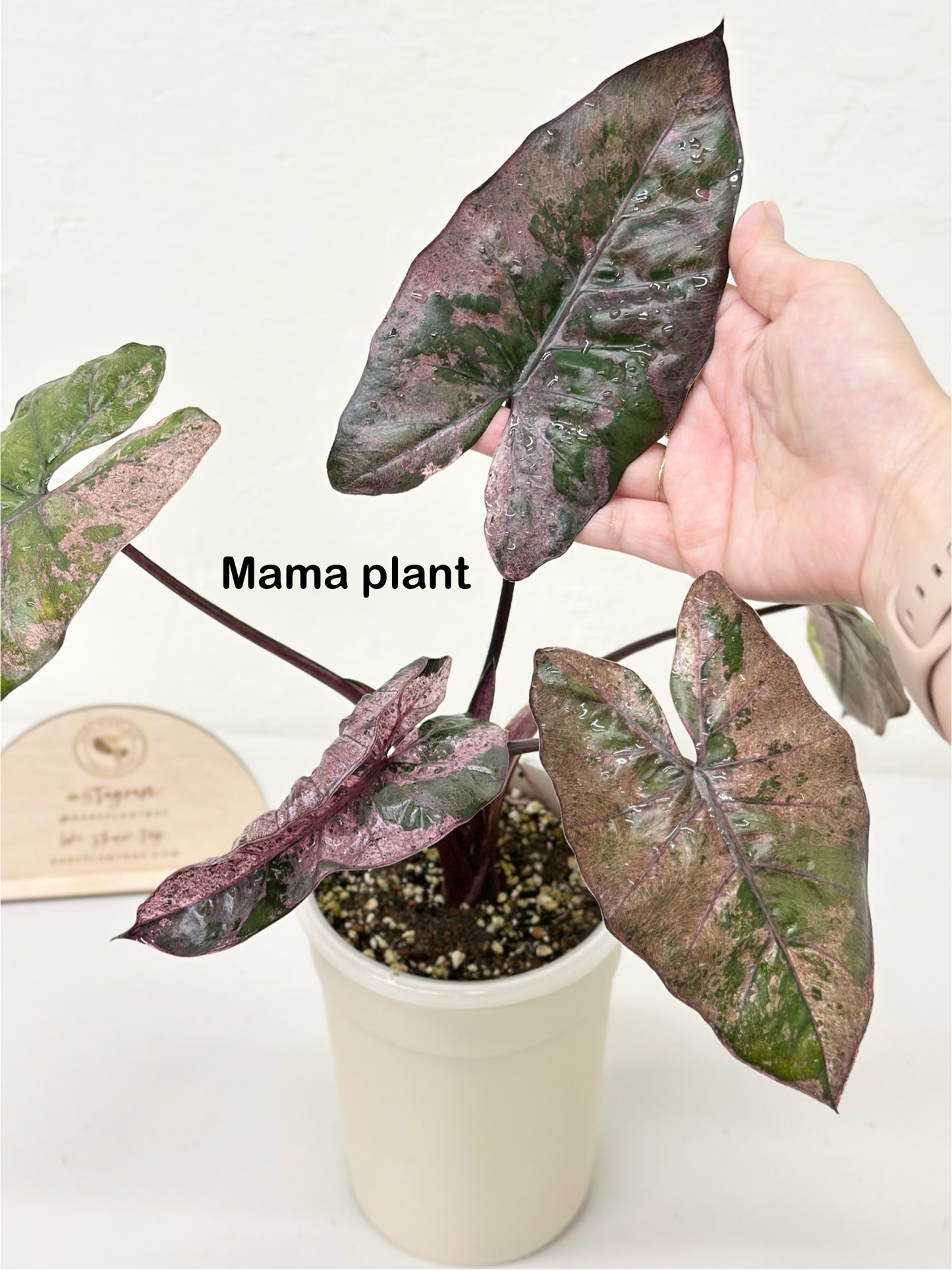 Alocasia Plumbea variegated - pink *special strain*