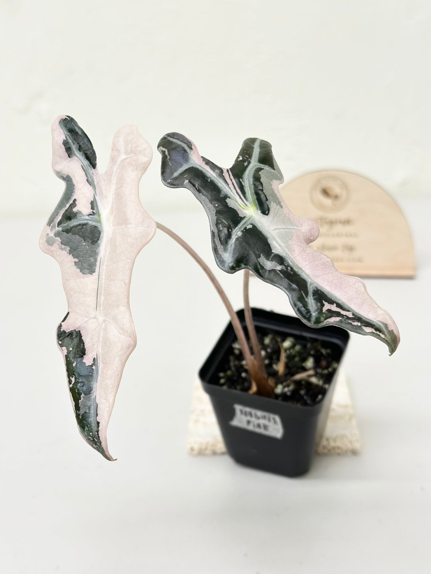 Alocasia Sanderiana "Nobilis K" Variegated - pink (stem grown)