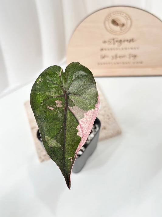 Alocasia Plumbea variegated - pink