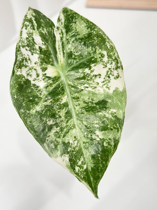 Alocasia Nairobi Night variegated - albo