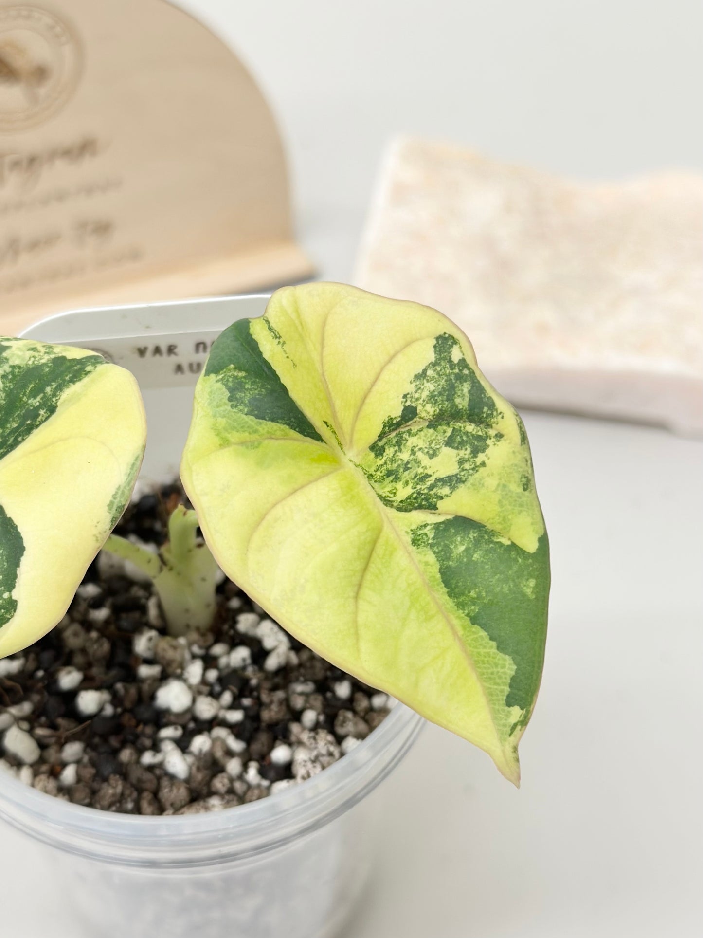 Alocasia Nebula Variegated - aurea