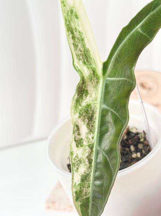 🦄 Alocasia Longiloba Narrow SP "Borneo" Variegated *offshoot*