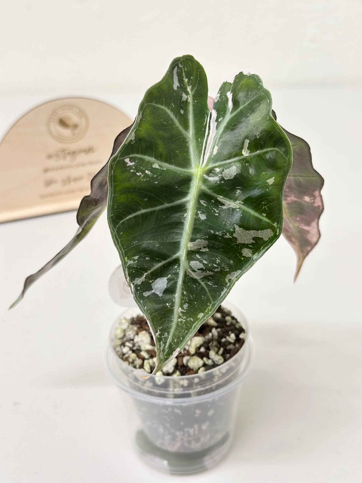 Alocasia Polly variegated - Pink (P6)