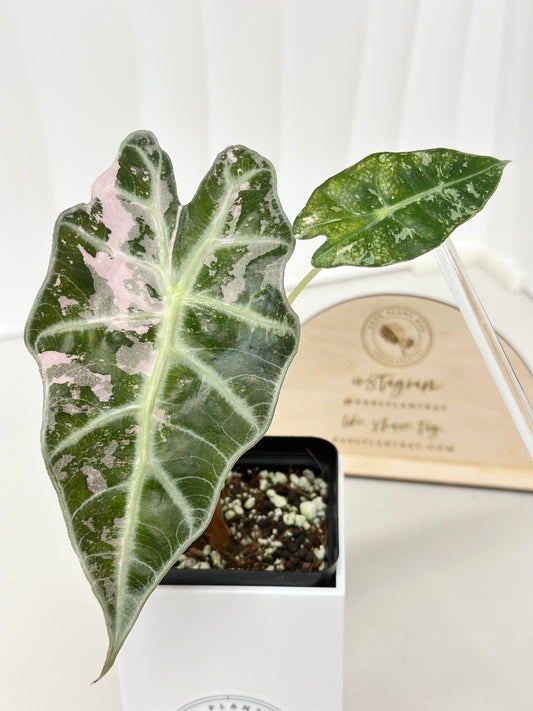 Alocasia Polly variegated - Pink