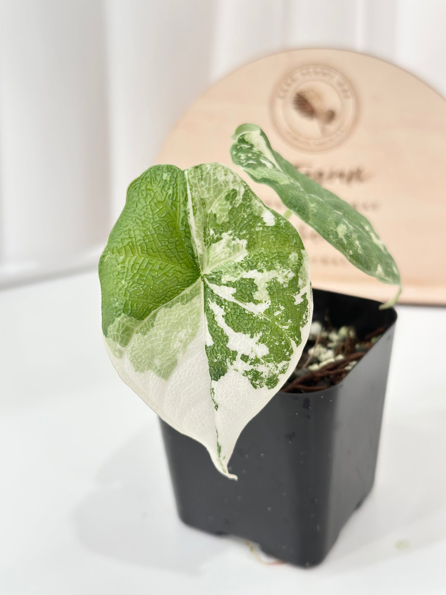 Alocasia Melo variegated - albo