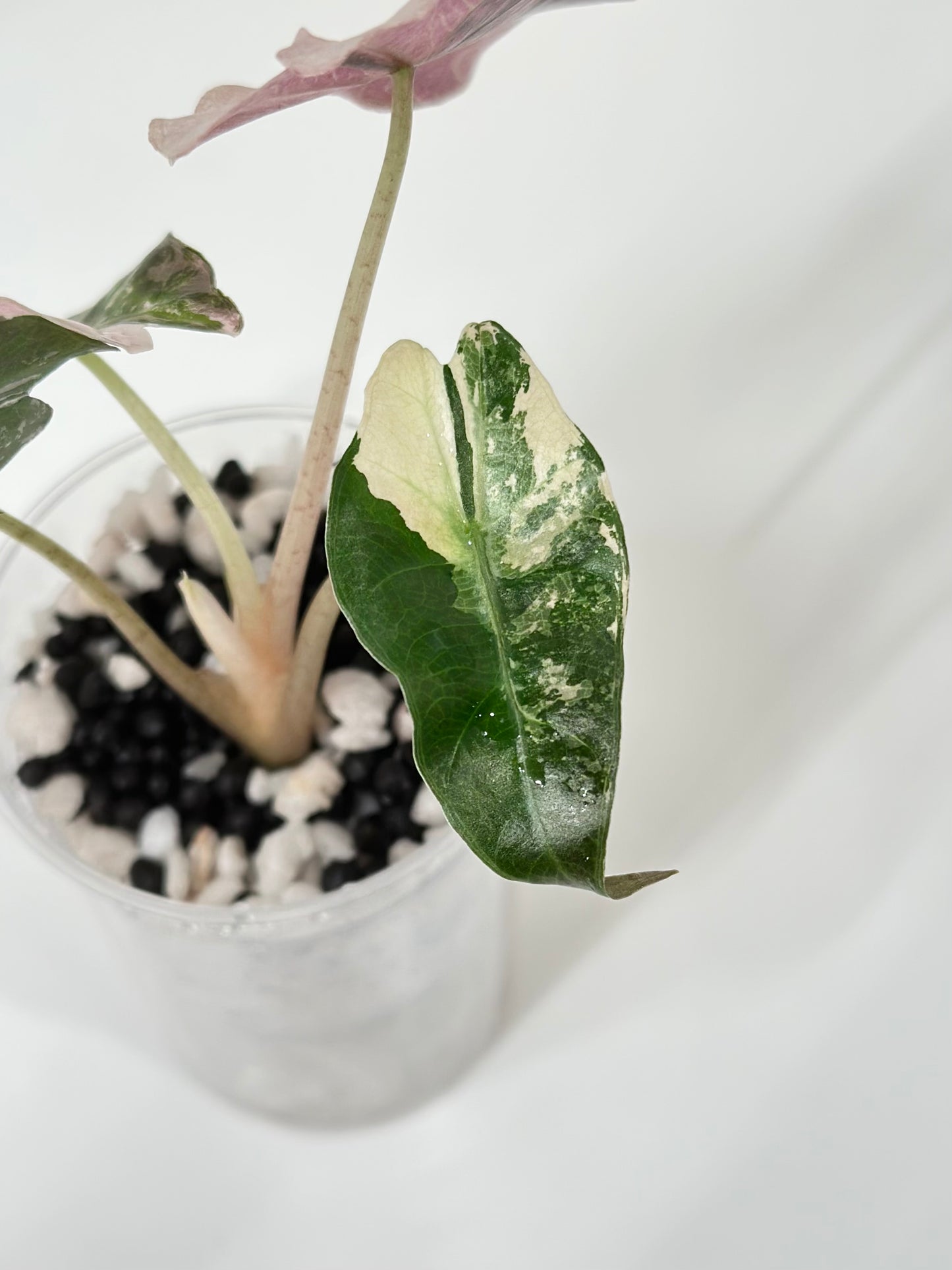 Alocasia Polly variegated - Pink