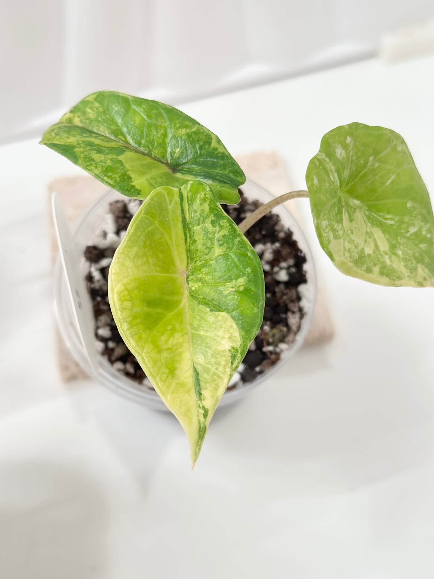 Alocasia Scalprum variegated - aurea (S8)