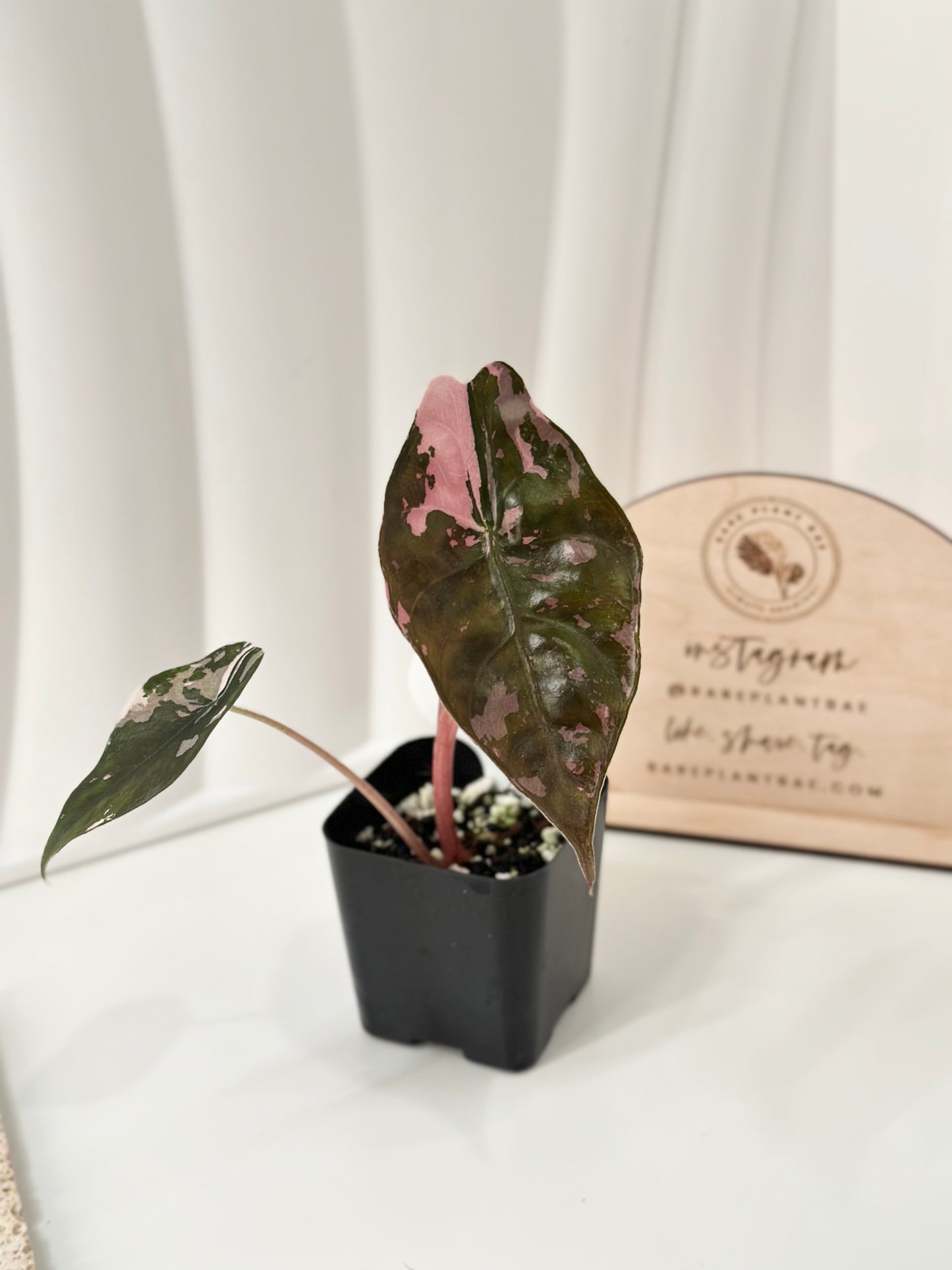 Alocasia Chantrieri Variegated - pink