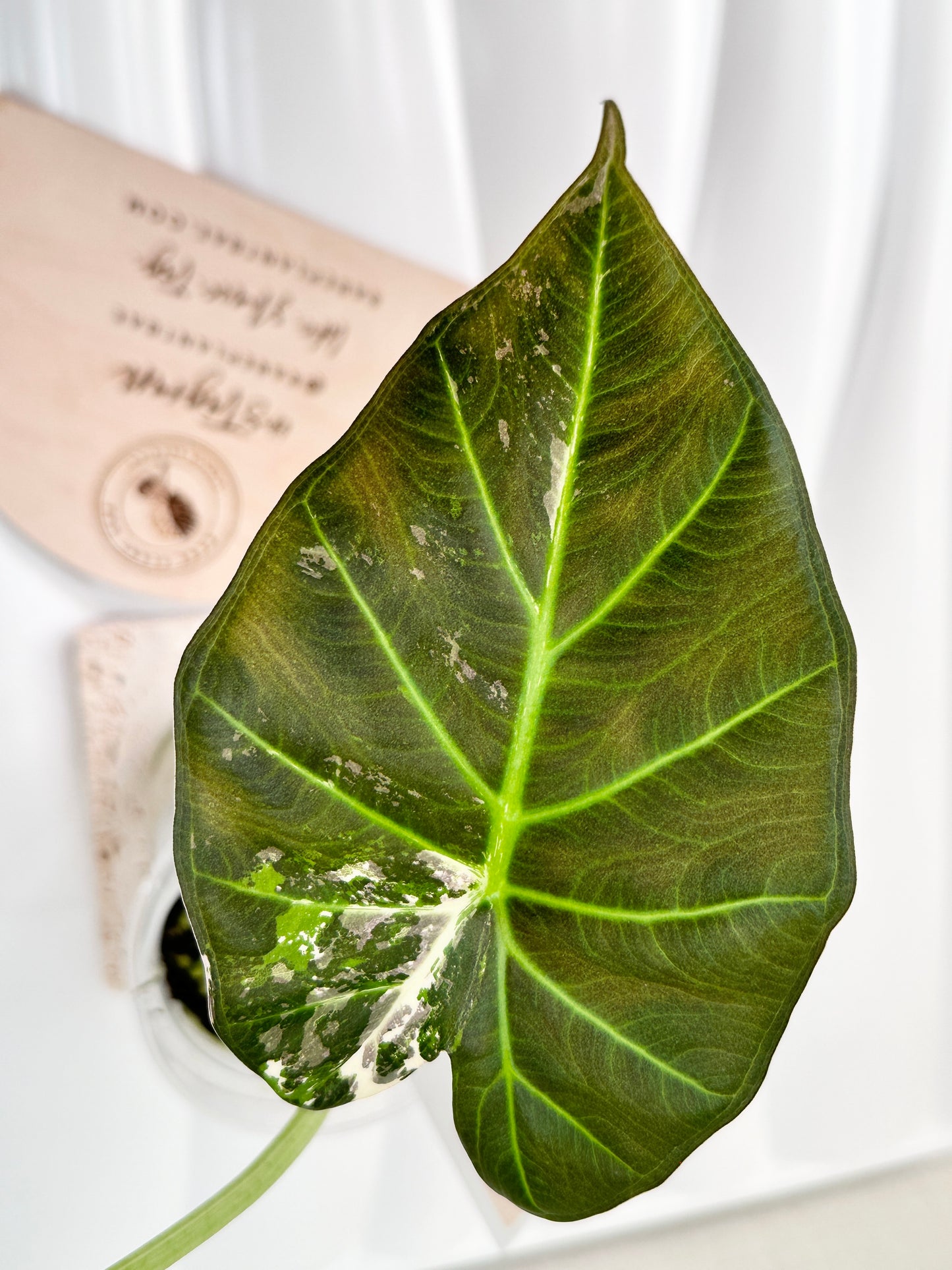 Alocasia Regal Shield Variegated - Albo