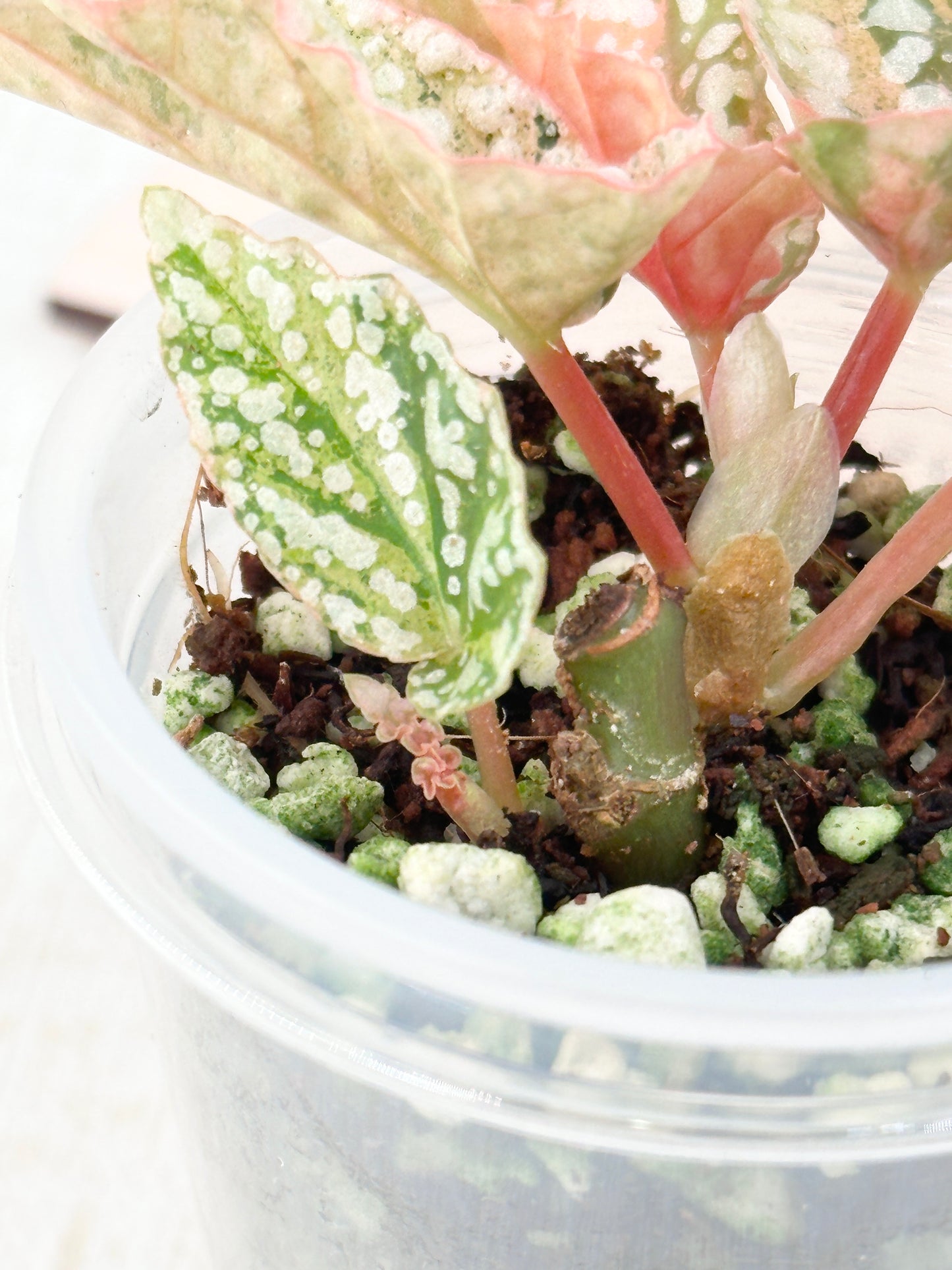 Begonia "Snow Capped" variegated