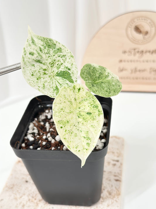 Alocasia Dragon Scale Variegated - mint