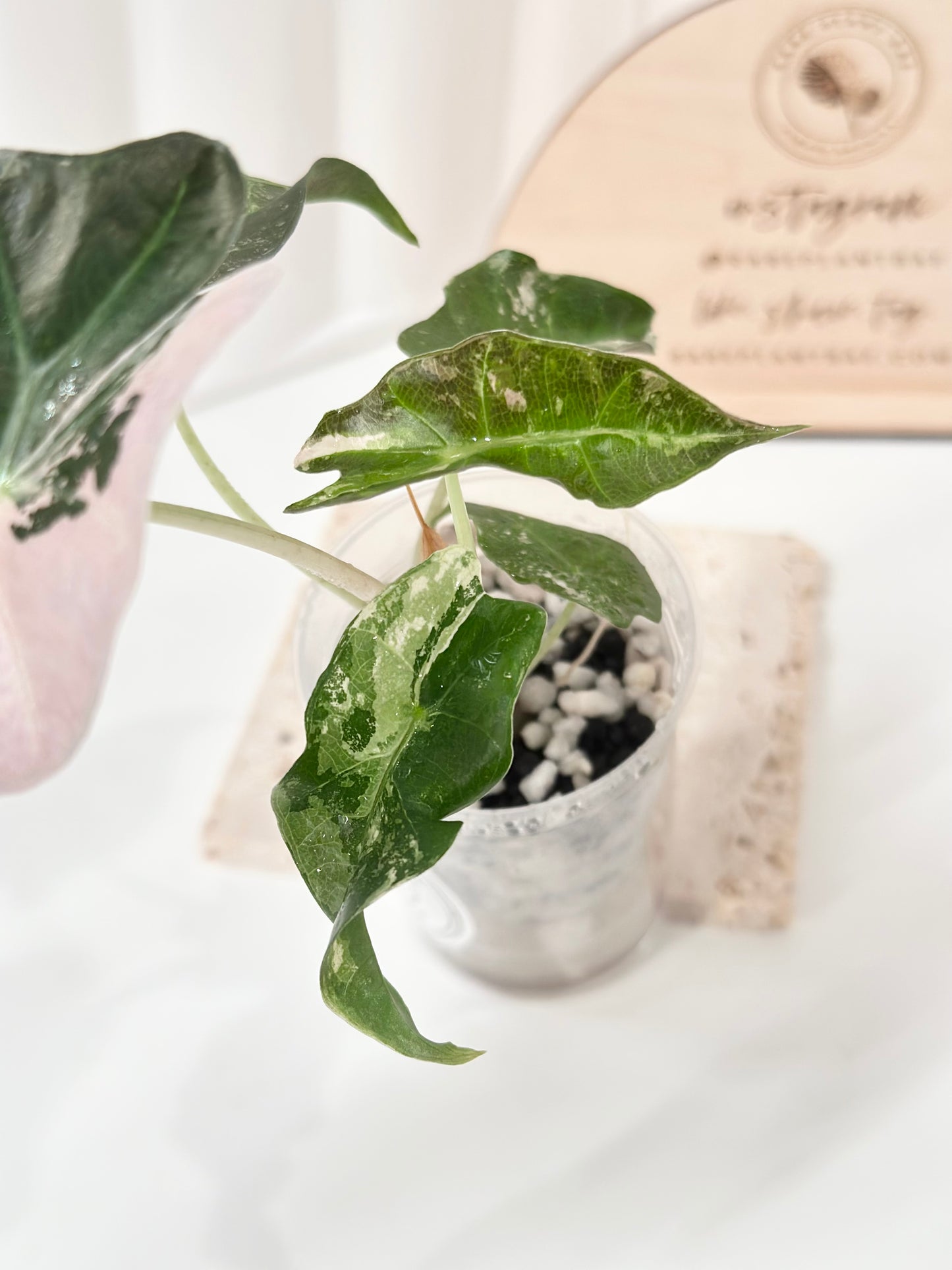 Alocasia Polly variegated - Pink