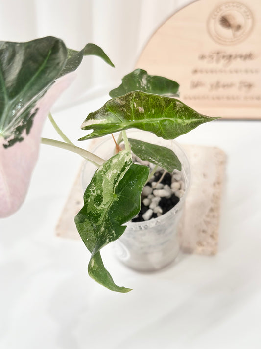 Alocasia Polly variegated - Pink