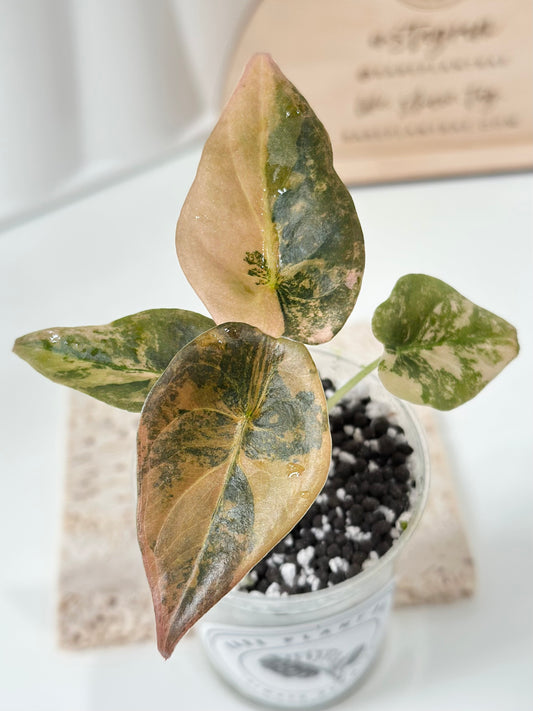 Alocasia Cuprea variegated - "gold latte"/ aurea