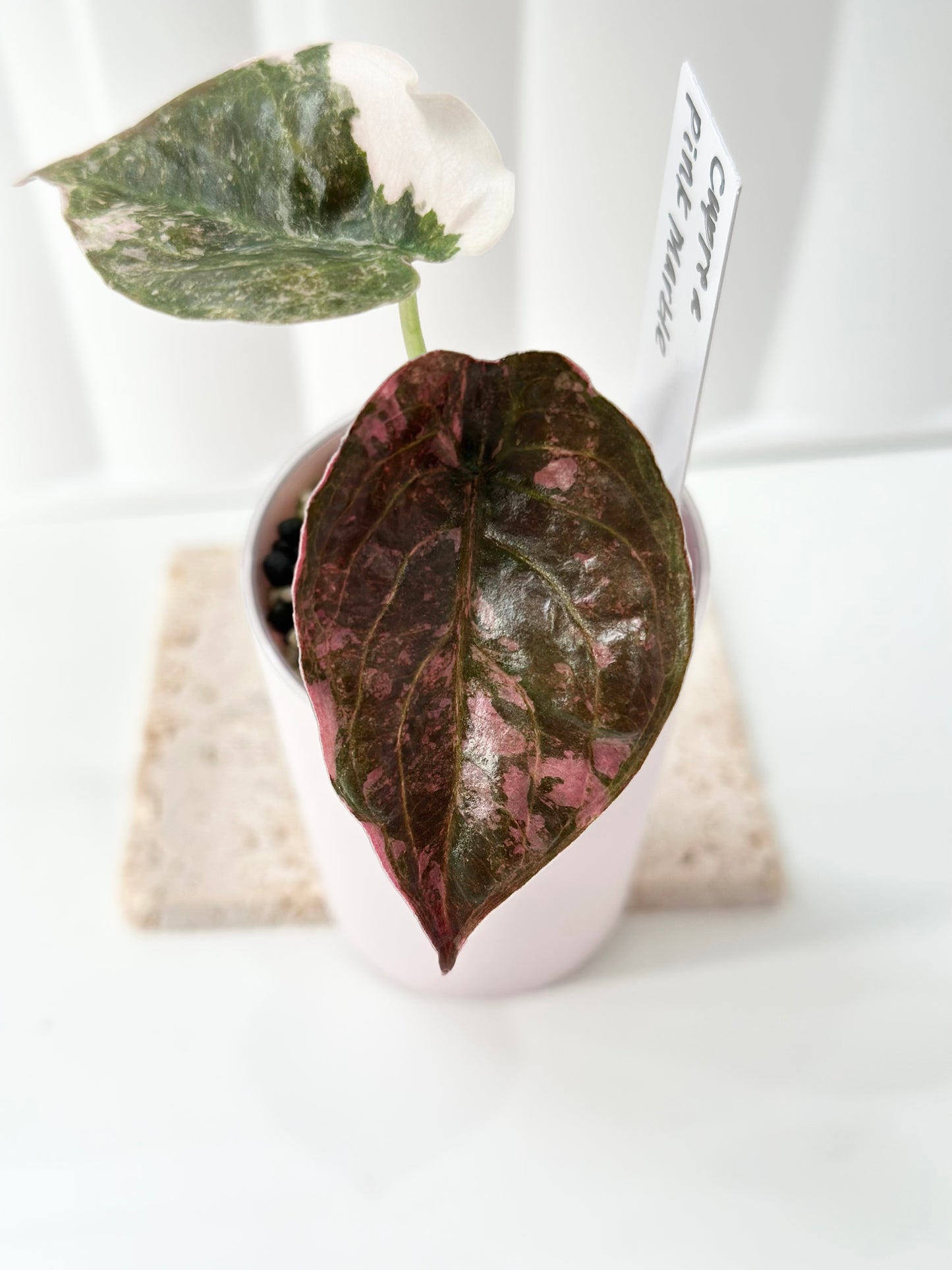 Alocasia Cuprea Variegated - pink marble