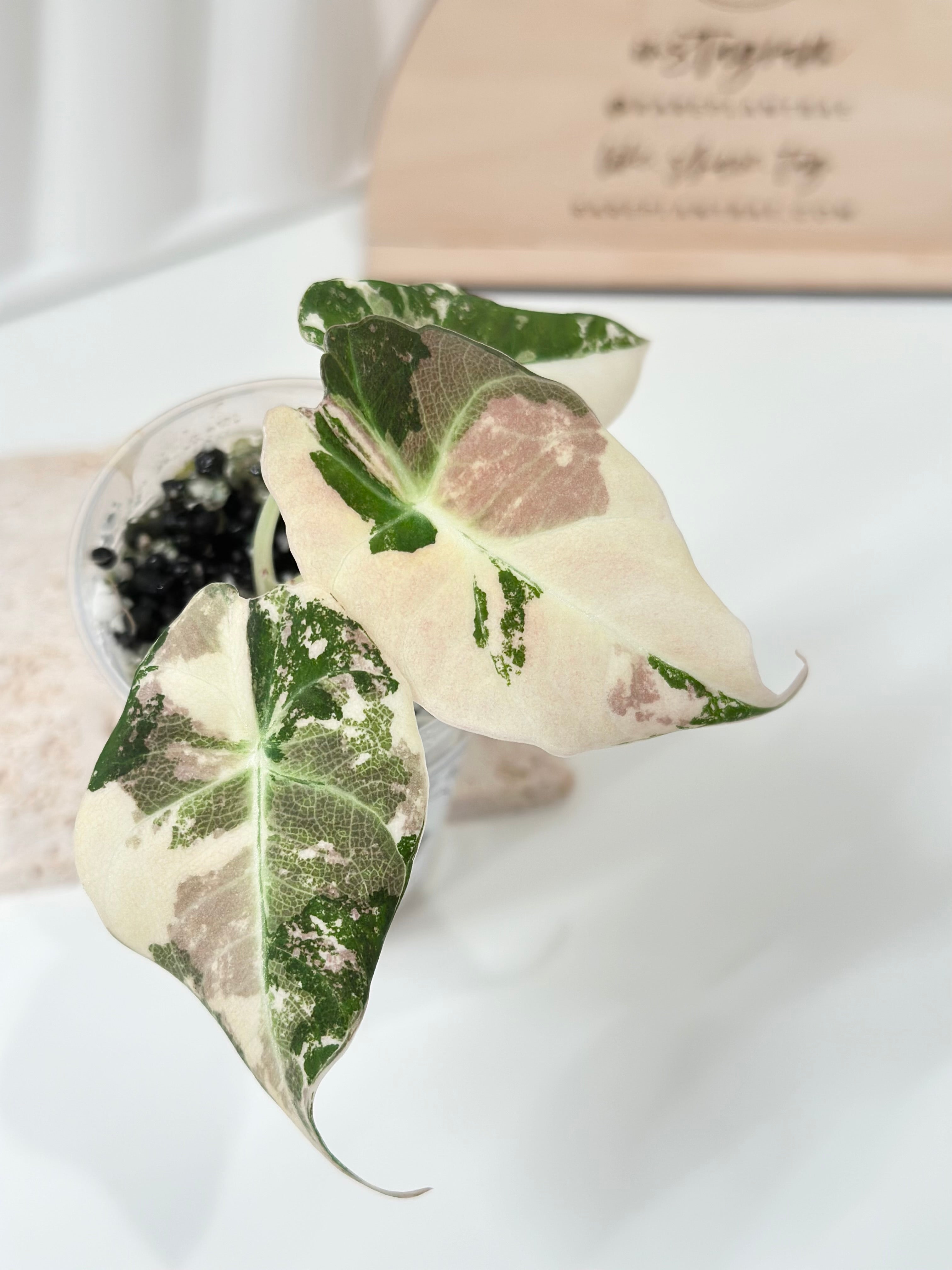 その他観葉植物 Alocasia Black Velvet Pink Albo Alocasia Black Velvet Variegated - pink/albo – Rare Plant Bae