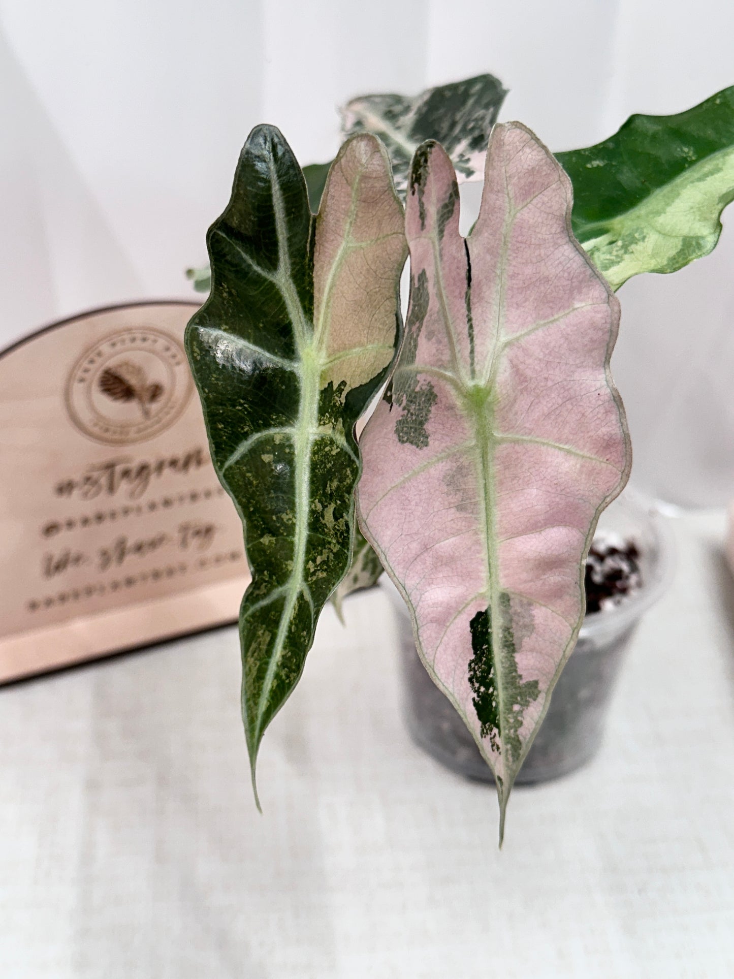 Alocasia Polly variegated - Pink